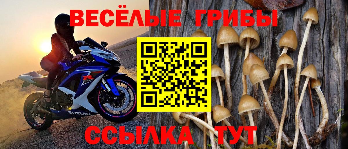 Галлюциногенные грибы Cubensis  Вход с VPN  Дербент 
